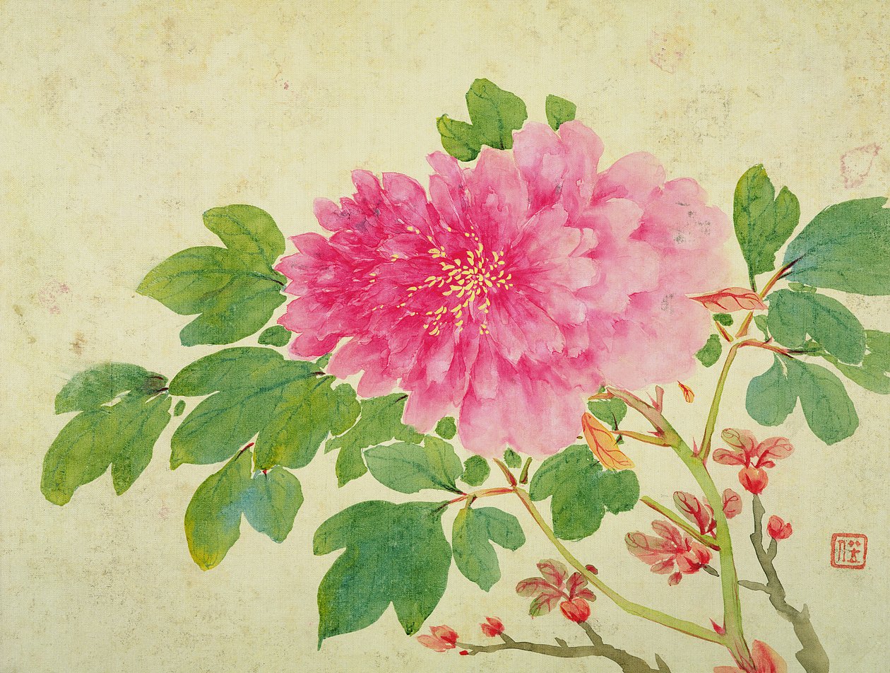 Pintura de Peônias, do Álbum de Pinturas de Flores, Frutas, Pássaros e Animais, c.1774 (wc no papel) de Jiang Yu