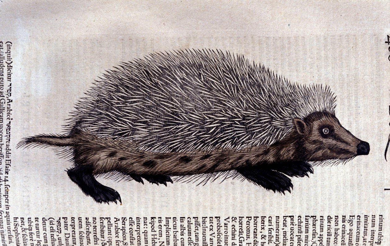 Porco Espinho, ilustração de 