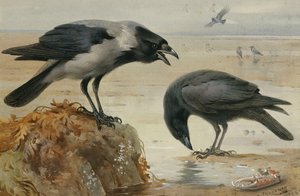 Um corvo encapuzado e um corvo carniceiro de Archibald Thorburn