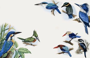 O reino da natureza: um flash de cor
