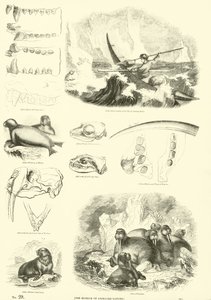 Página de The Pictorial Museum of Animated Nature de English School