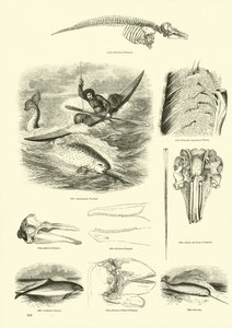 Página de The Pictorial Museum of Animated Nature de English School