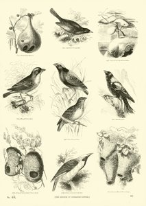 Página de The Pictorial Museum of Animated Nature
