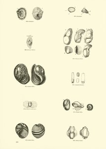 Página de The Pictorial Museum of Animated Nature de English School