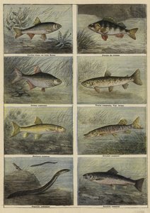 Peixe de água doce francês