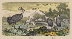 Guindaste, Cegonha, Garça (gravura colorida)