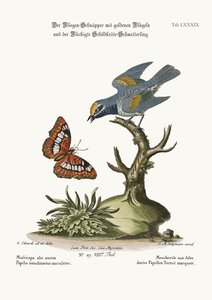 O Flycatcher de asas douradas e a borboleta de tartaruga manchada, 1749-73