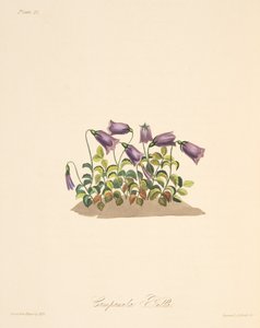 Flor de Bell de Russet, das ilustrações florais das estações, bar. 1829 (gravura colorida à mão)