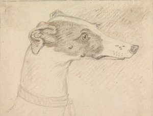Retrato da cabeça do galgo de Sawrey Gilpin