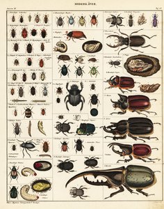 Variedades de besouros., 1841 (litografia)