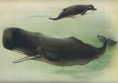 Baleia cheirosa e cachalote, de Thorburns Mammals, publicado por Longmans and Co, c. 1920 de Archibald Thorburn