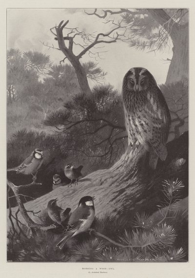 Assaltando uma madeira-coruja de Archibald Thorburn
