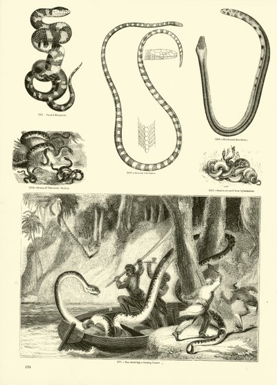 Página de The Pictorial Museum of Animated Nature de English School