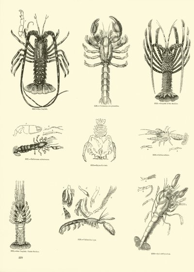 Página de The Pictorial Museum of Animated Nature de English School
