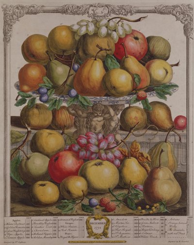 Dezembro, de &39;Doze Meses de Frutos&39;, de Robert Furber (c.1674-1756) gravado por Henry Fletcher, 1732 (gravura a cores) de Pieter Casteels