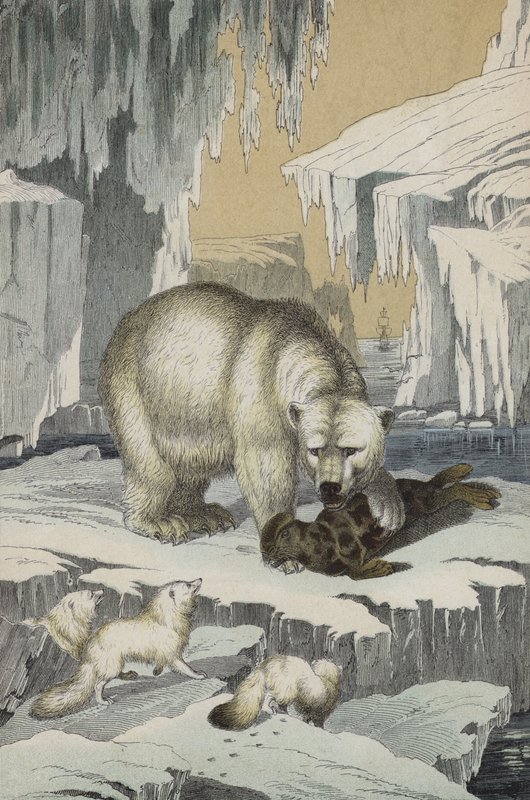 Animais da região do Pólo Norte (cor litho) de European School